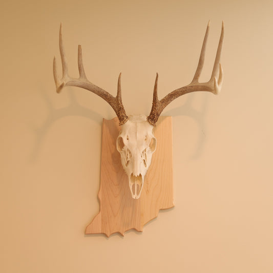 Maple European State Mount Plaque