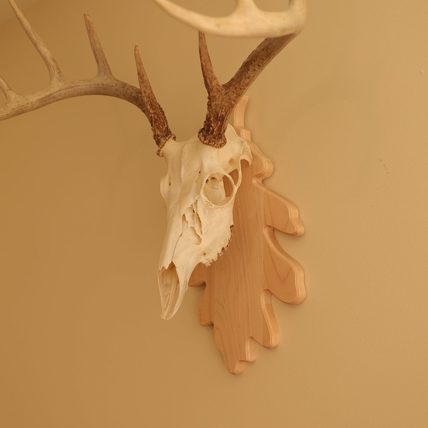 European Leaf Wall Mount
