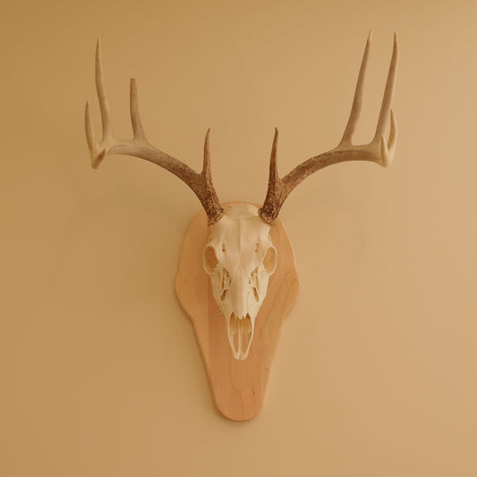 European Standard Wall Mount