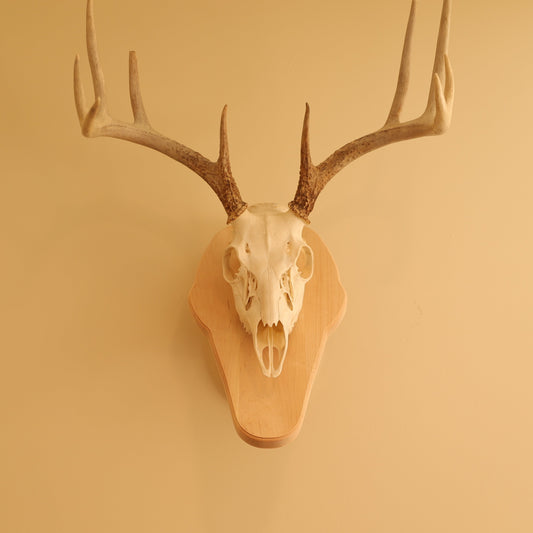 Standard pedestal wall or tabletop mount