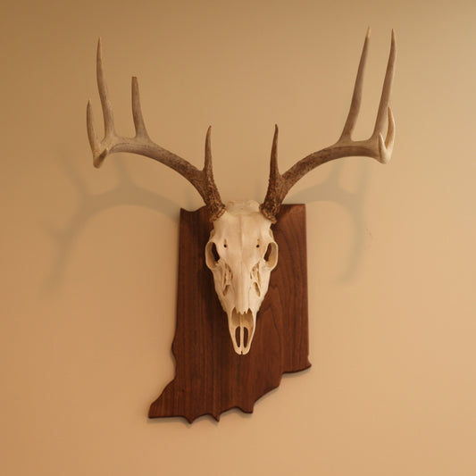 Walnut European State Mount Plaque