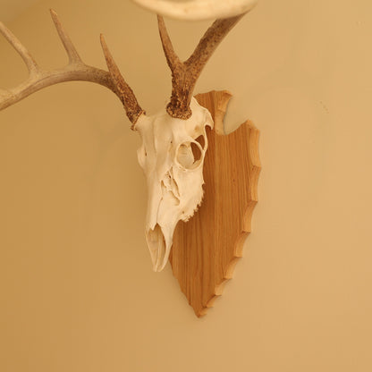 European Arrowhead Wall Mount
