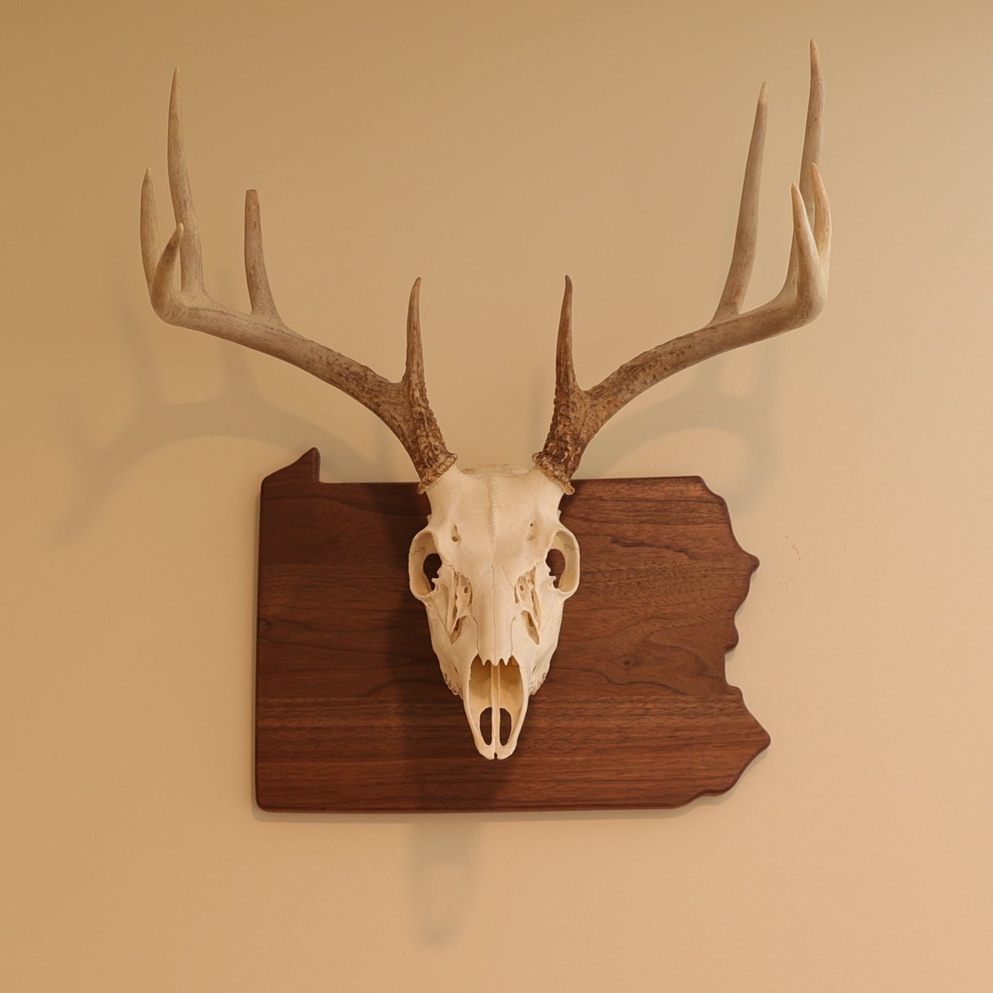 Walnut European State Mount Plaque