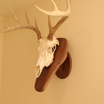 Standard pedestal wall or tabletop mount
