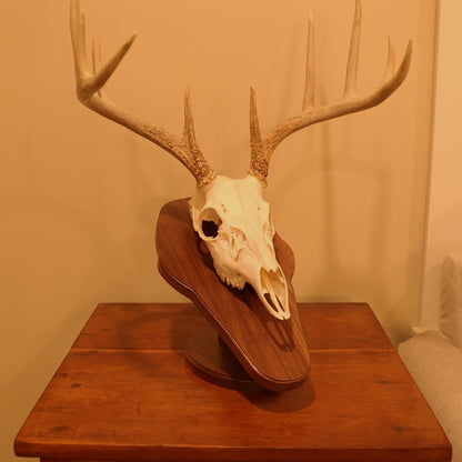 Standard pedestal wall or tabletop mount