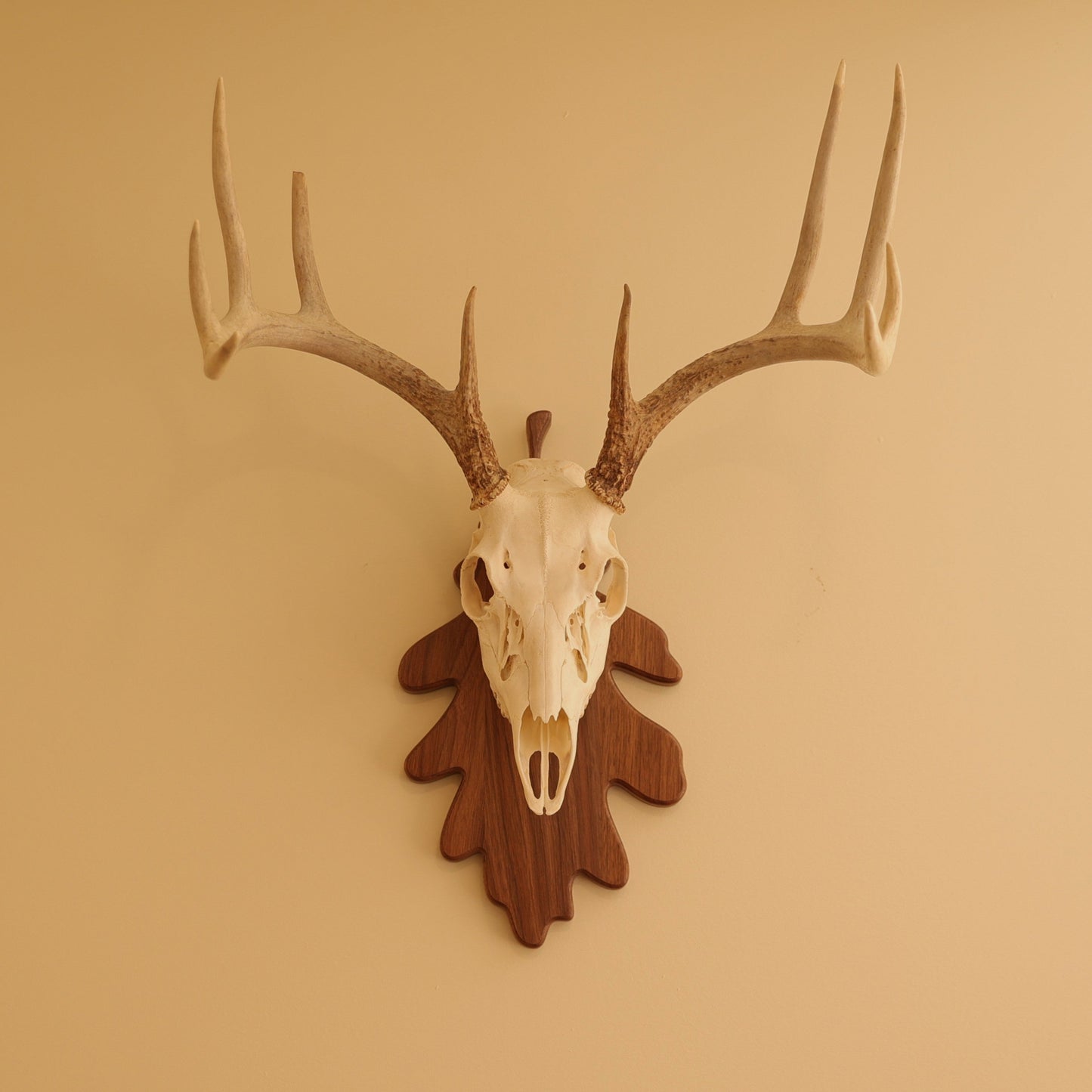 European Leaf Wall Mount