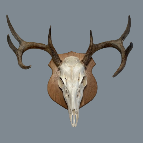 Classic Oak European Panel