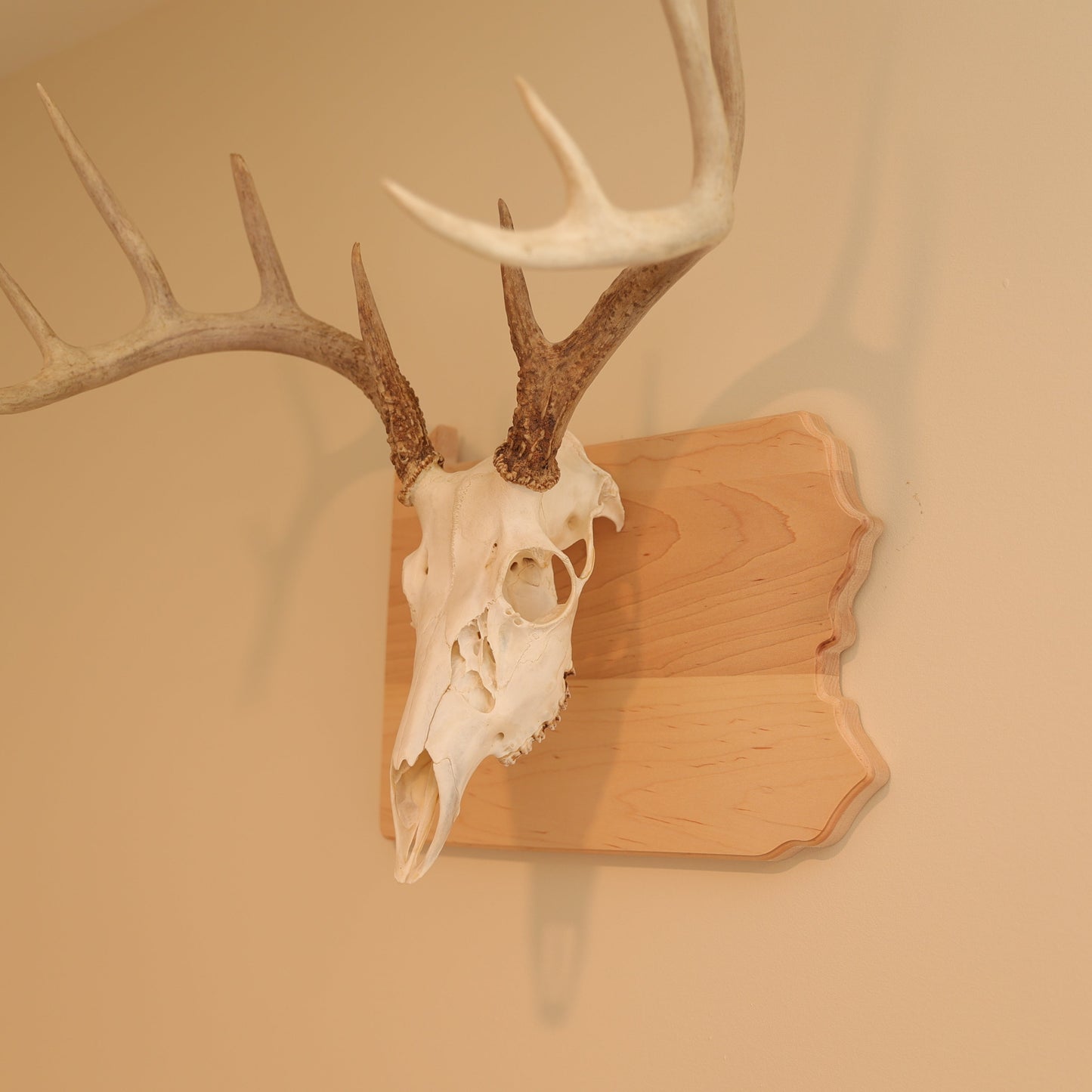Maple European State Mount Plaque