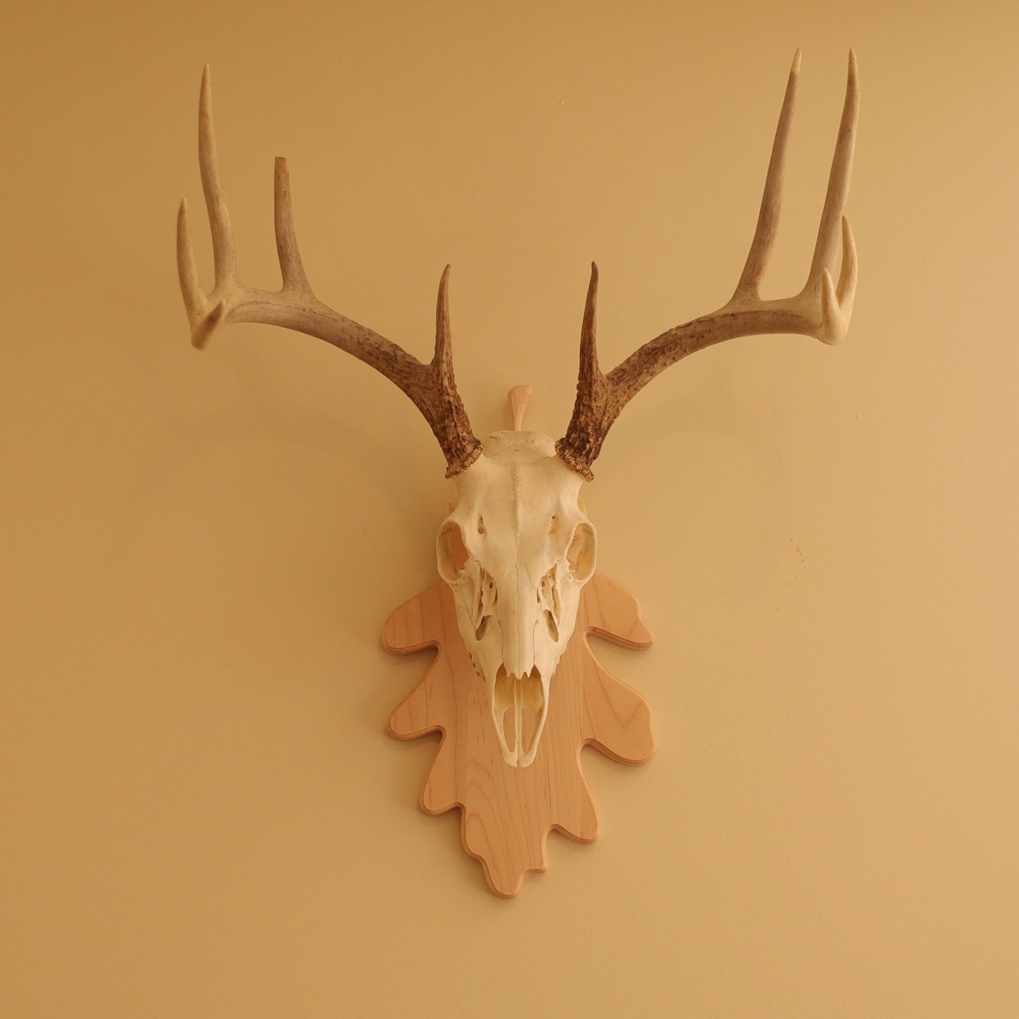 European Leaf Wall Mount