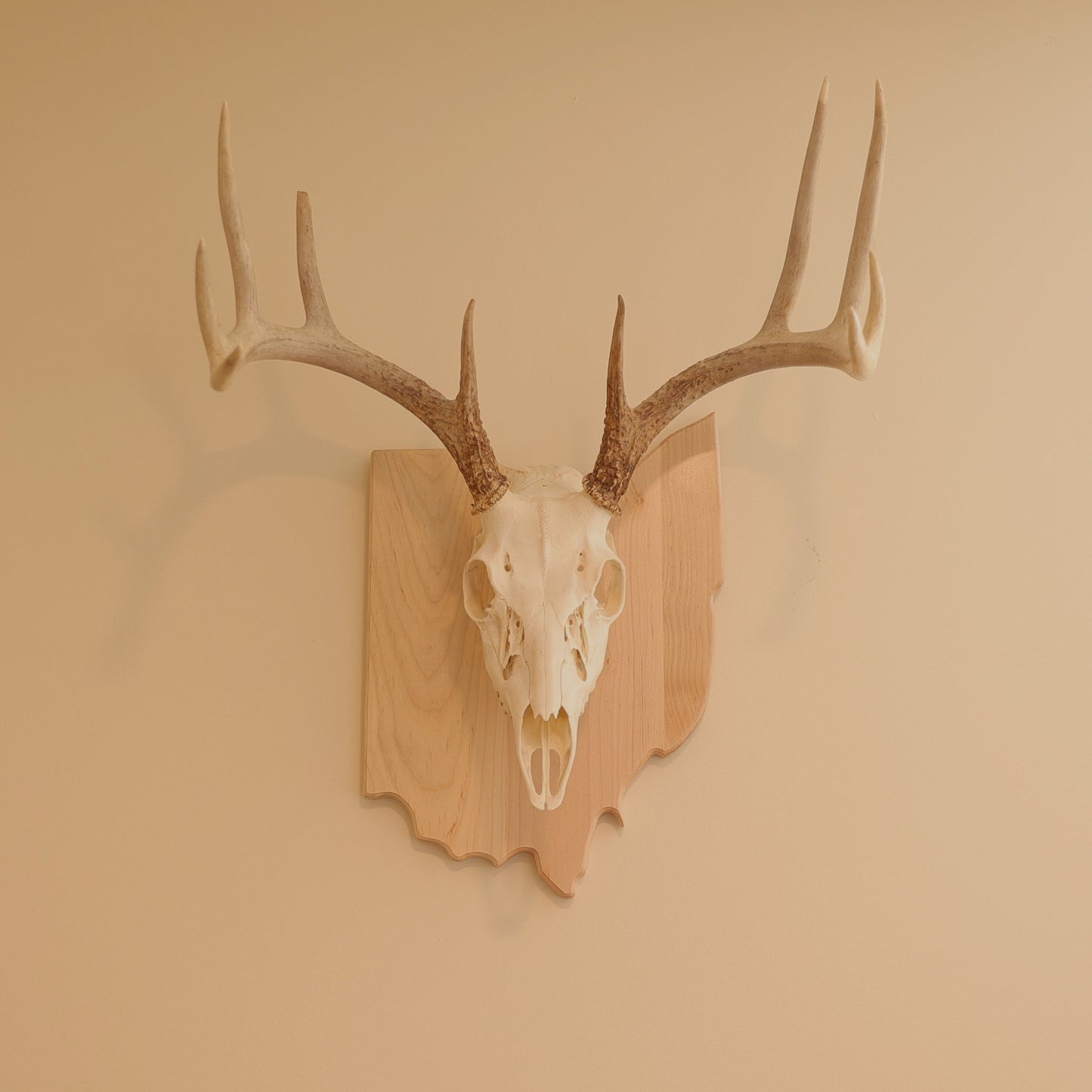 Maple European State Mount Plaque