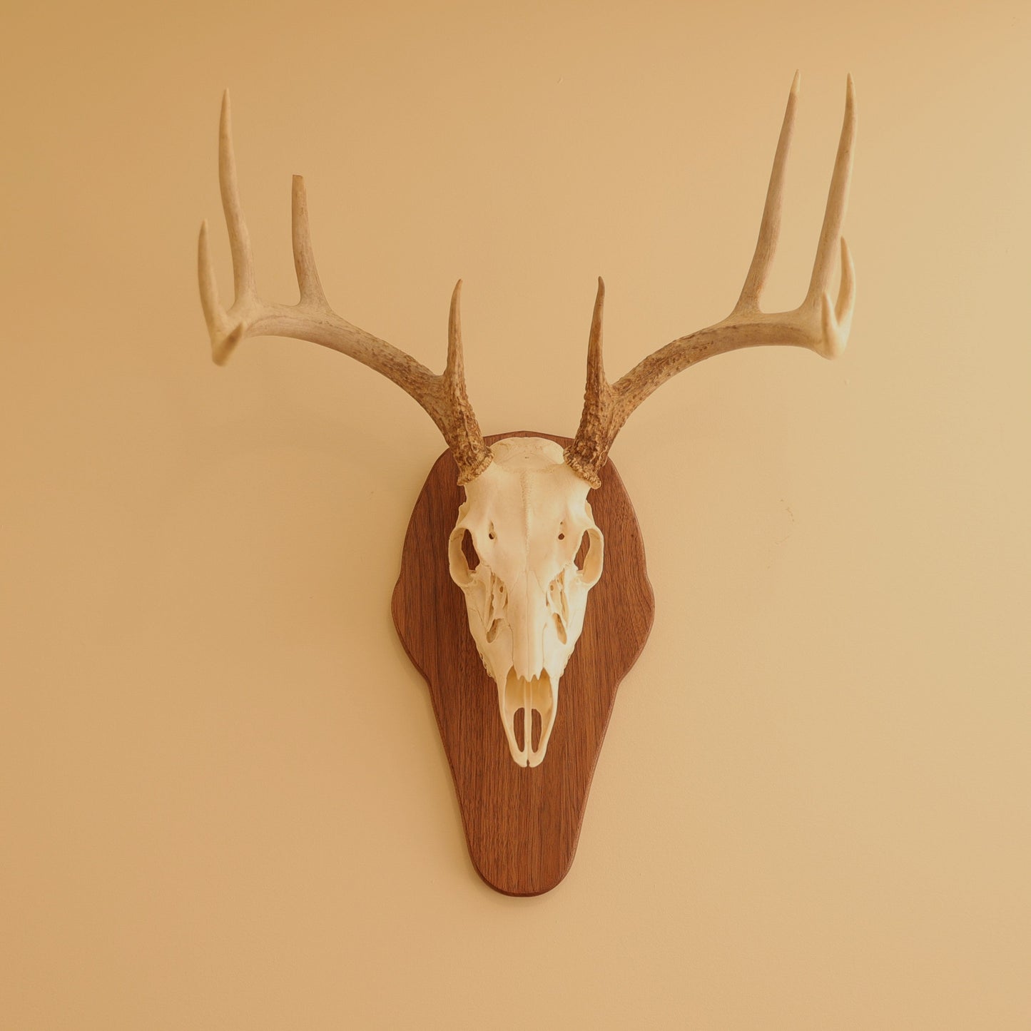 European Standard Wall Mount