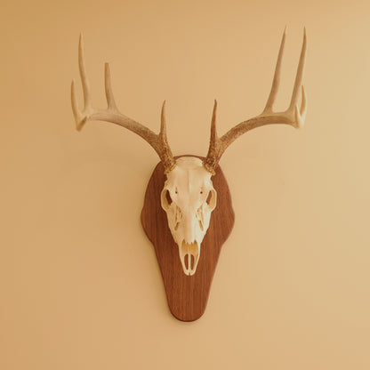 European Standard Wall Mount