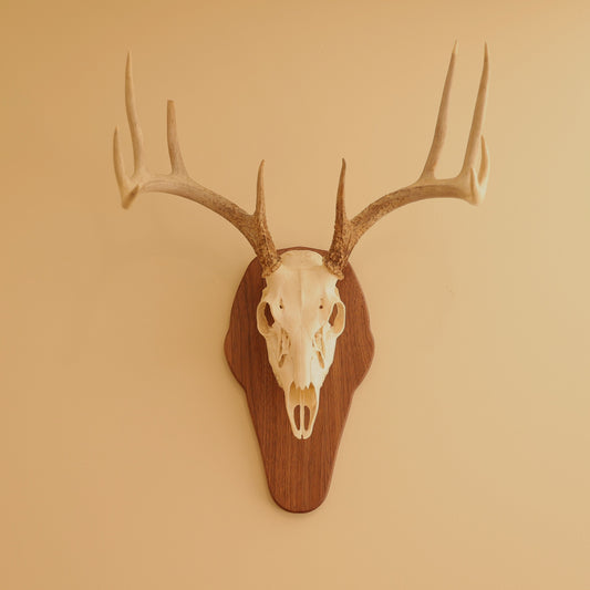 European Standard Wall Mount