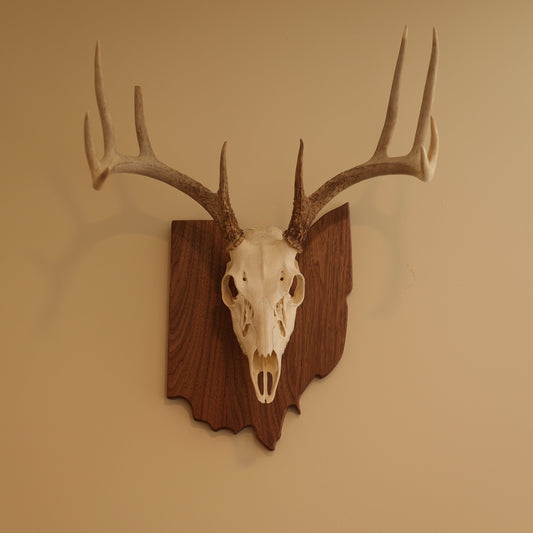 Walnut European State Mount Plaque