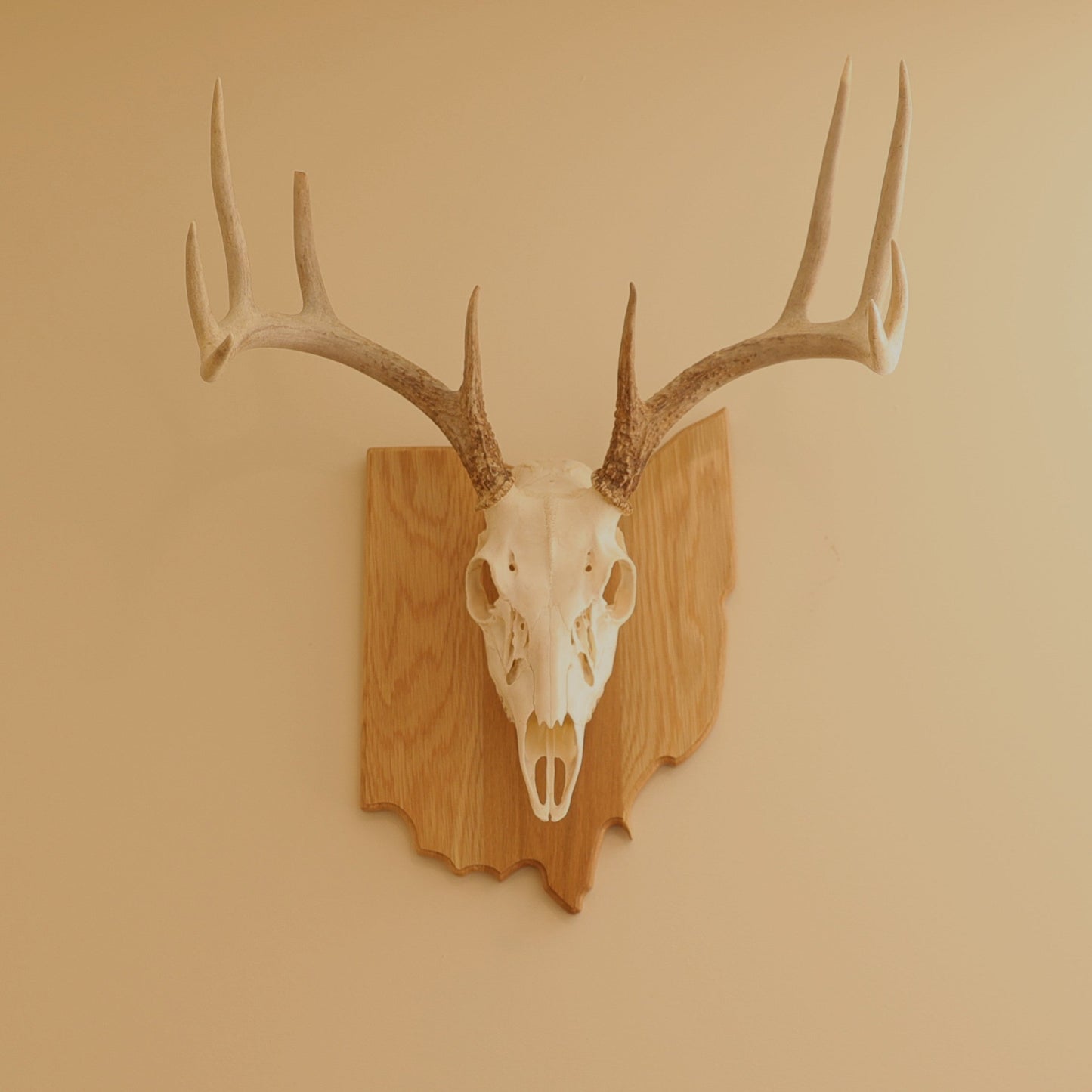Oak European State Mount Plaque