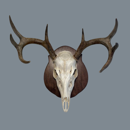 Curved Walnut European Panel