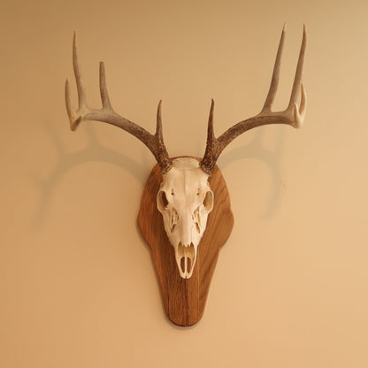 European Standard Wall Mount