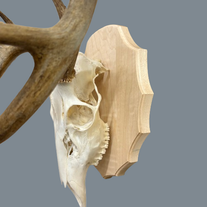 Arrowhead Maple European Panel