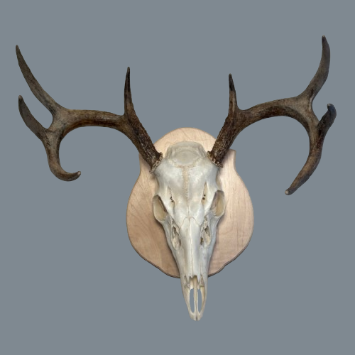 Curved Maple European Panel