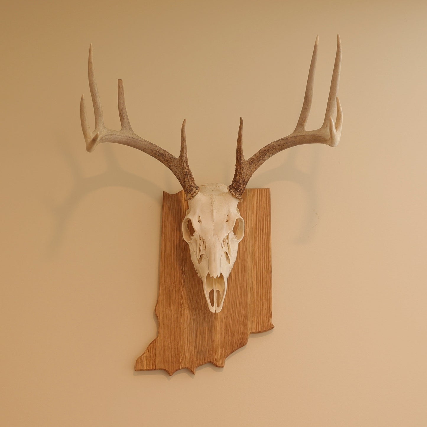 Oak European State Mount Plaque
