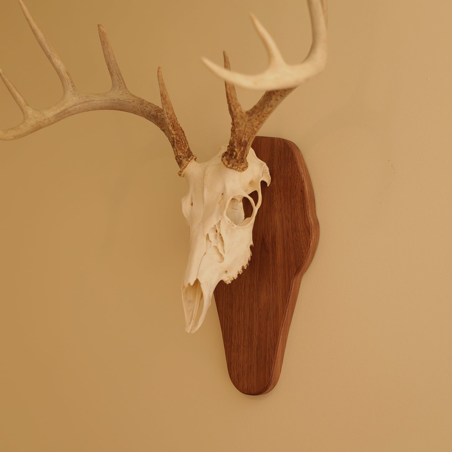 European Standard Wall Mount