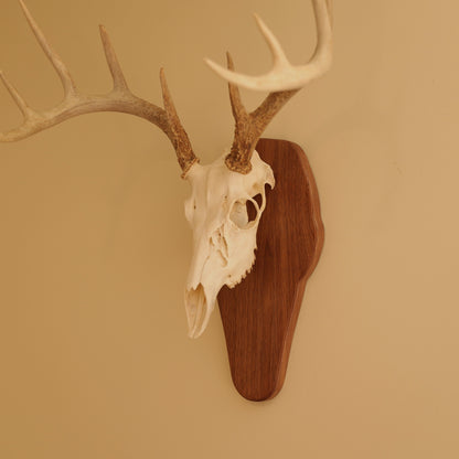 European Standard Wall Mount