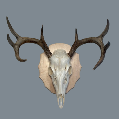 Arrowhead Maple European Panel