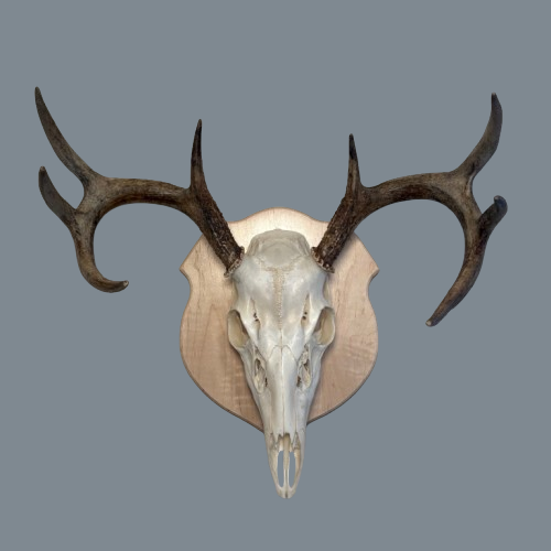 Continental Maple European Panel