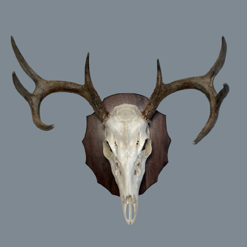 Arrowhead Walnut European Panel