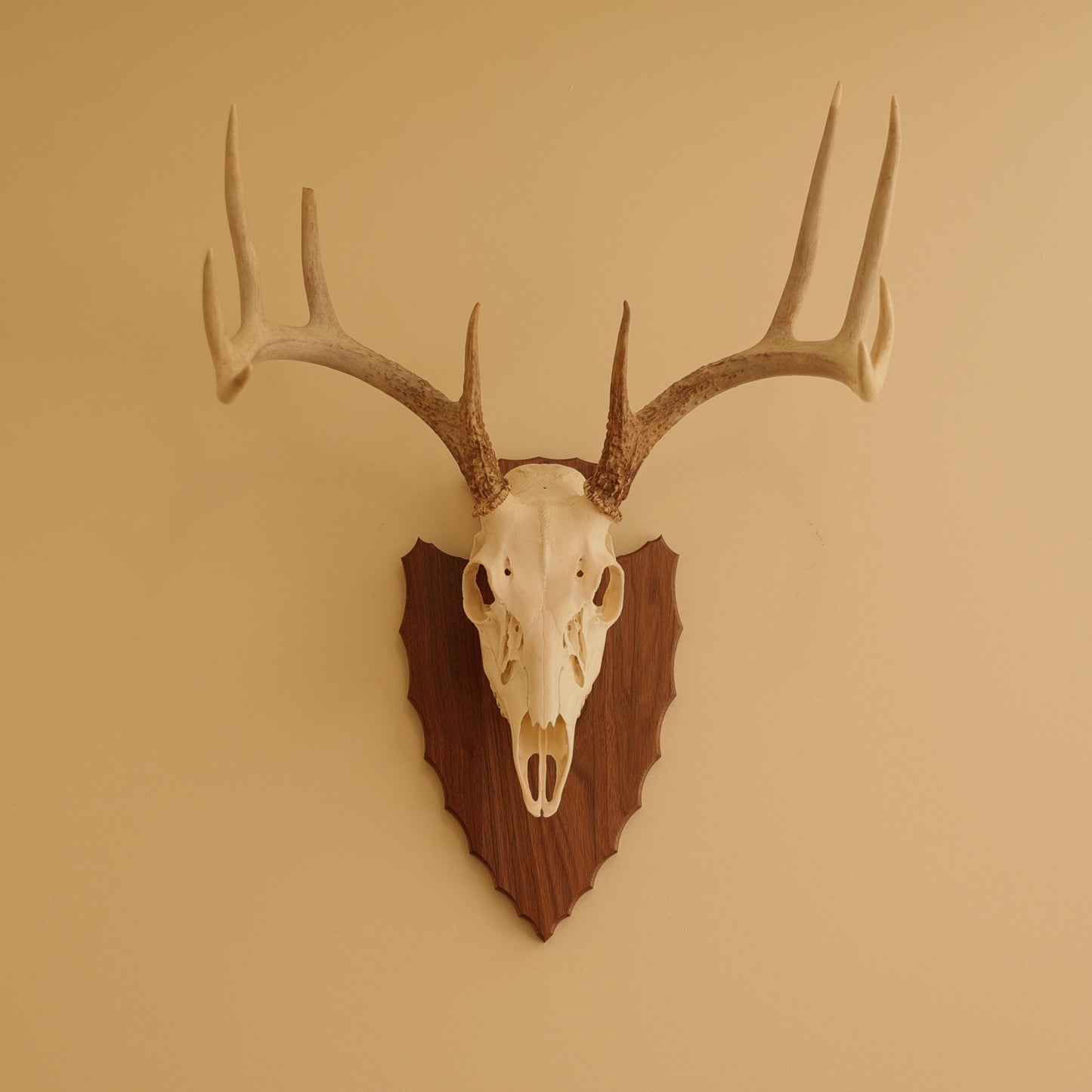 European Arrowhead Wall Mount