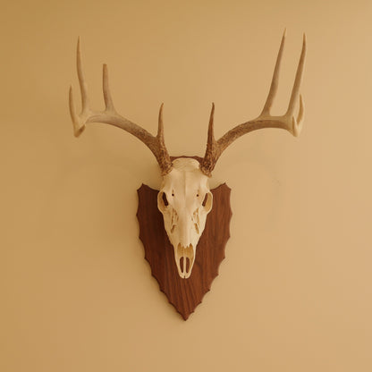 European Arrowhead Wall Mount