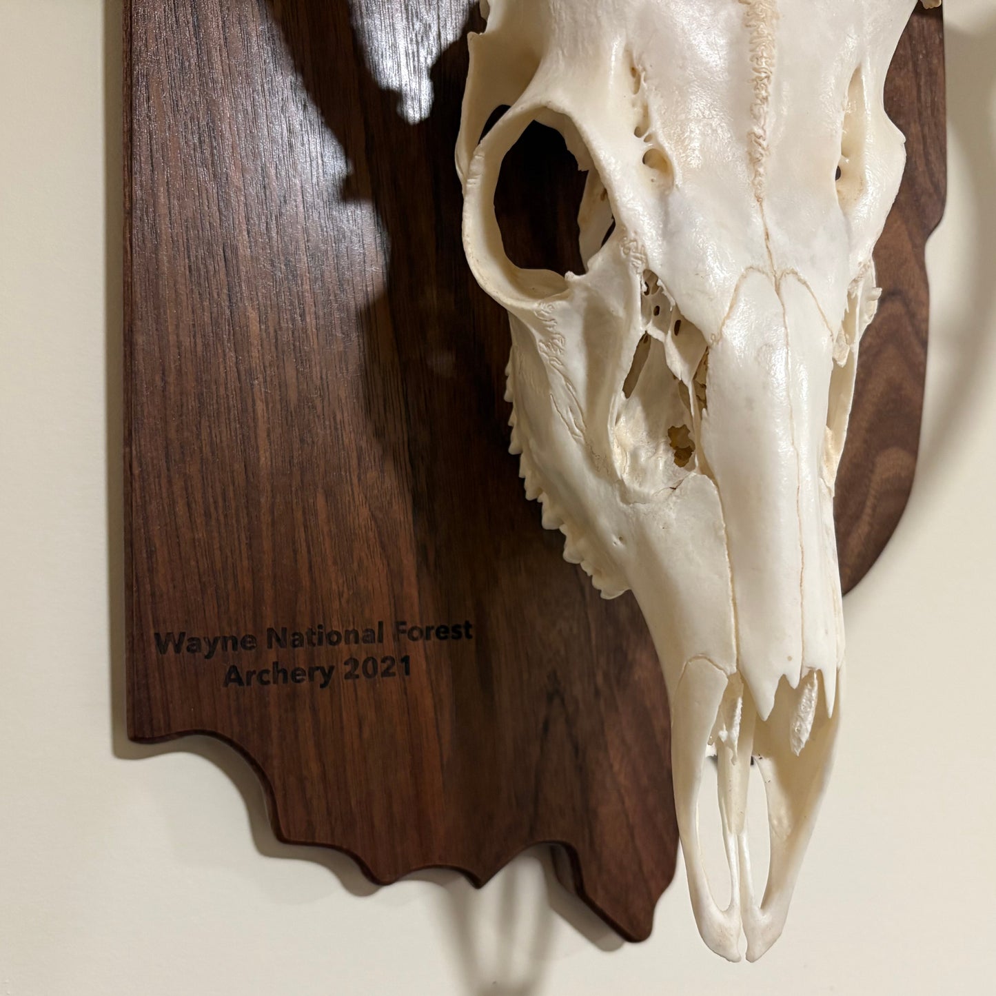 Engraved Walnut European State Mount Plaque