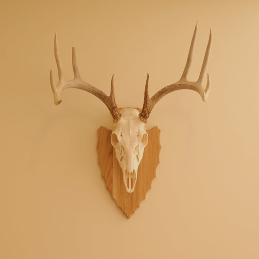 European Arrowhead Wall Mount