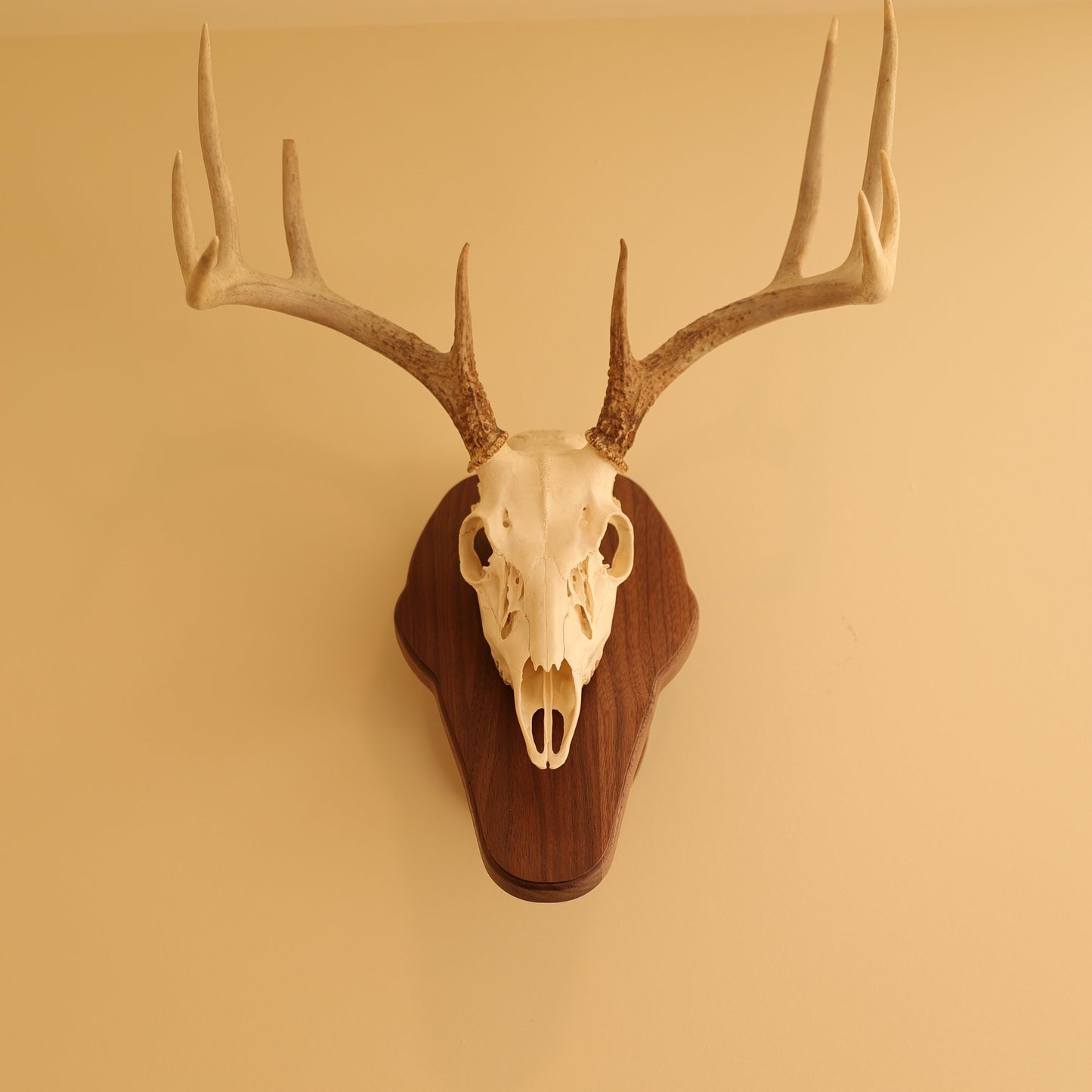 Standard pedestal wall or tabletop mount