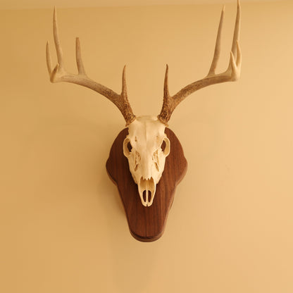 Standard pedestal wall or tabletop mount