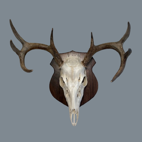 Classic Walnut European Panel