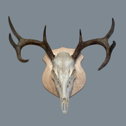 Classic Maple European Panel