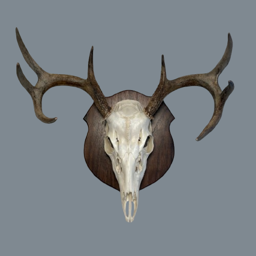 Continental Walnut European Panel